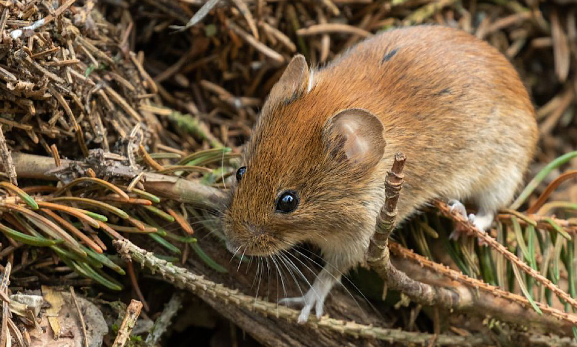 Hantavirus: Übertragungsrisiko verringern – Landkreis Emsland gibt Handlungsempfehlungen