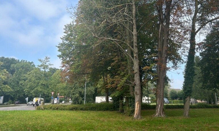 Verkehrssicherheit im Stadtgebiet Papenburg – Entfernung von Kastanienbäumen