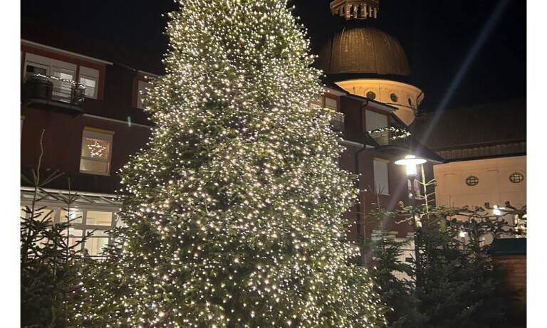 Stadt Haren sucht Nadelbäume für die Weihnachtszeit