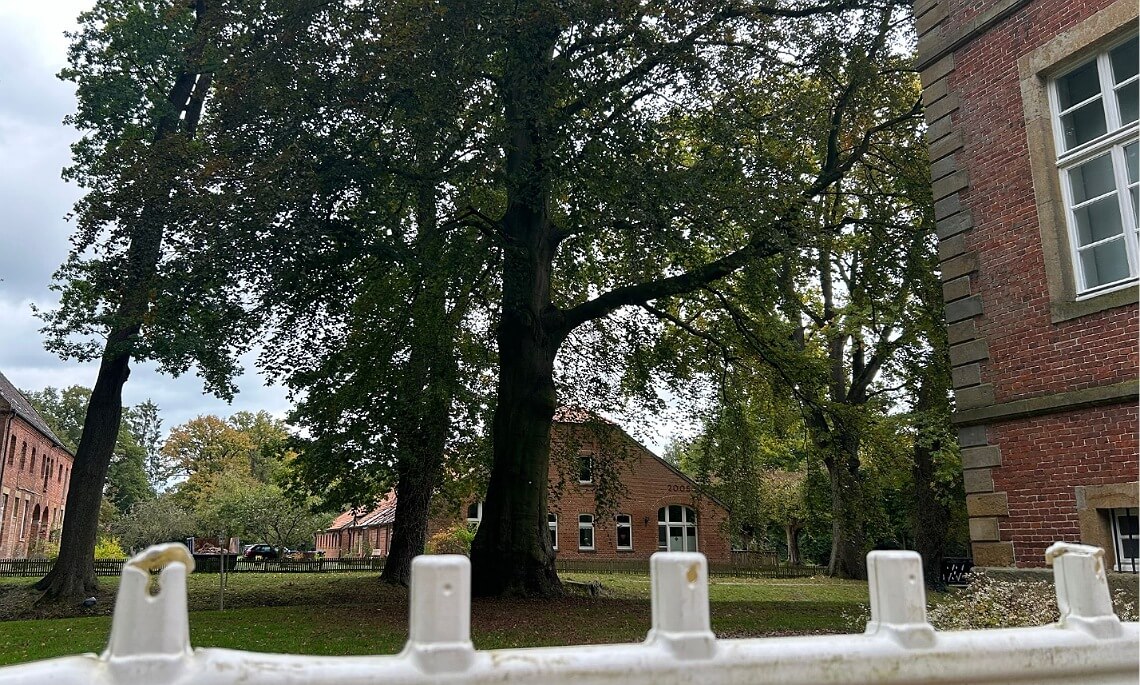 Papenburg – Rückschnitt der Blut-Buche beim Gut Altenkamp 